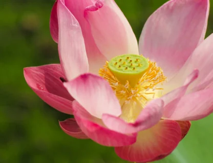 closeup-pollen-and-petal-of-blossom-lotus-flower-2024-11-30-00-24-49-utc